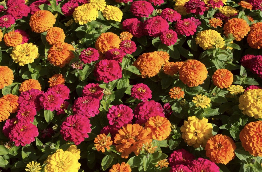 Do Rabbits Eat Zinnias? (Easy Tips to Protect Your Garden)